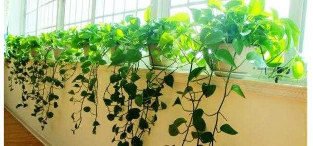 綠植真的可以去甲醛嗎？