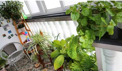 綠植or活性炭，甲醛說：這都不是事