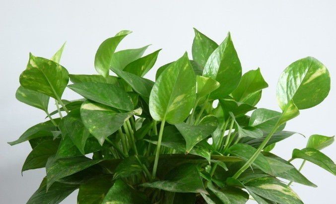 什么植物能除甲醛？結(jié)束后還用甲醛檢測(cè)嗎？