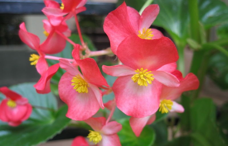 什么植物能除甲醛？結(jié)束后還用甲醛檢測(cè)嗎？
